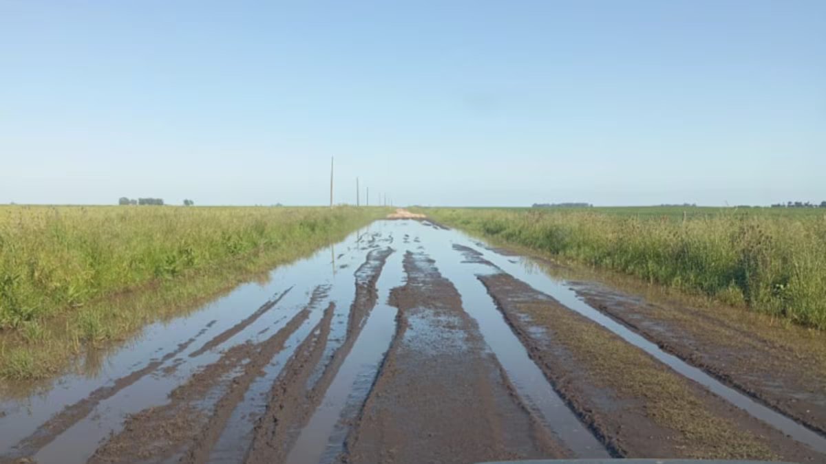 50 fabricantes de Nekochea vão a tribunal e exigem saber como são gastos os impostos rodoviários