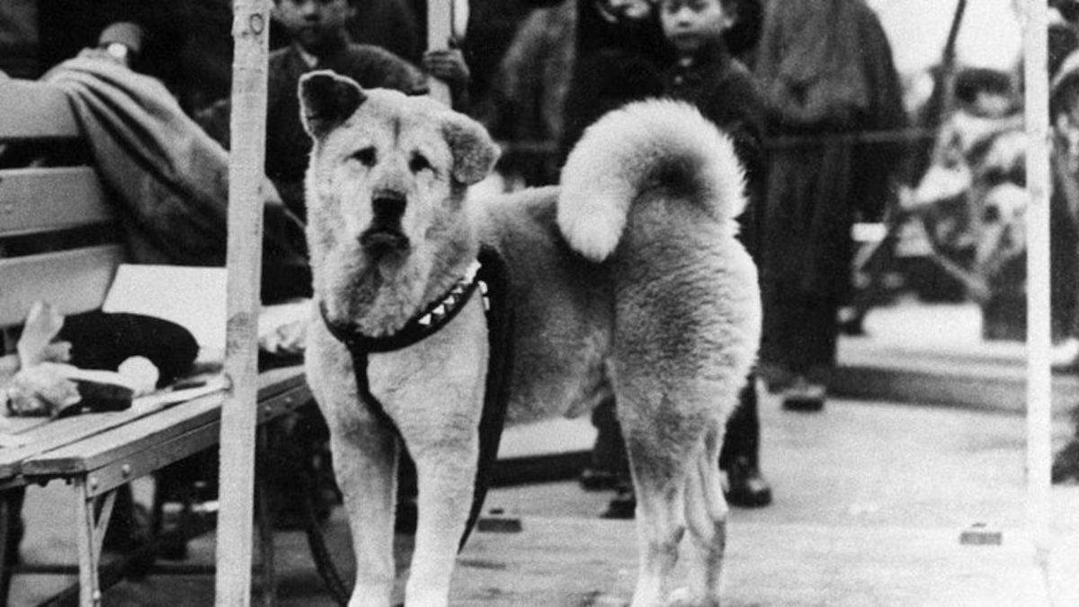 91 anos se passaram desde a morte de Hachiko, o cão mais leal do mundo