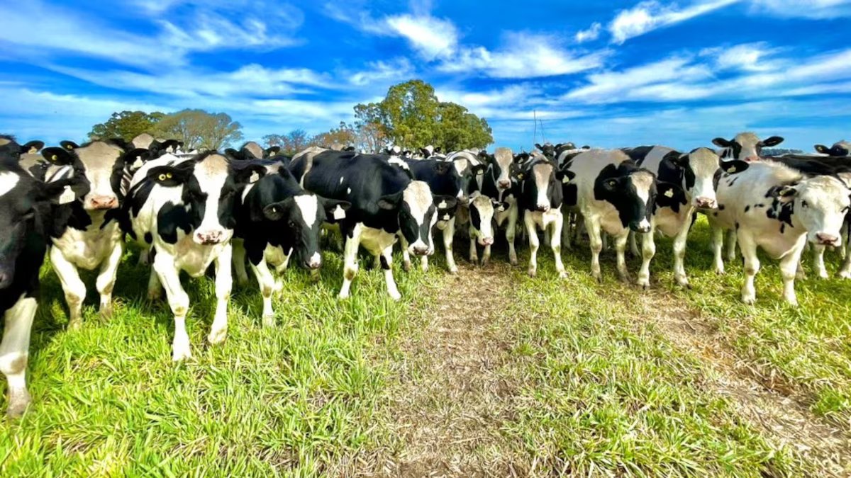 A dramática reviravolta do negócio em apenas um ano e a estratégia num momento crucial