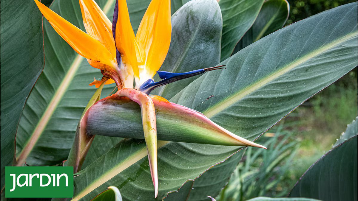 A flor exótica que se tornou a musa dos quintais de hoje