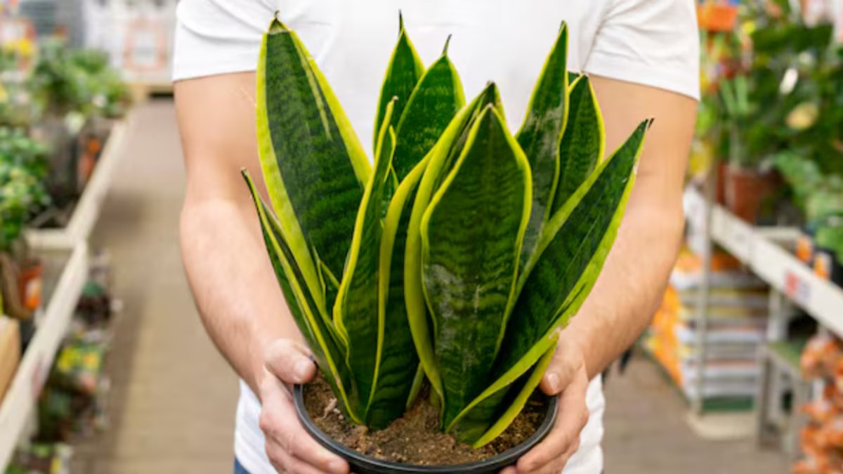 A língua da sogra. por que regar com cerveja, benefícios, nutrientes e como usar corretamente?