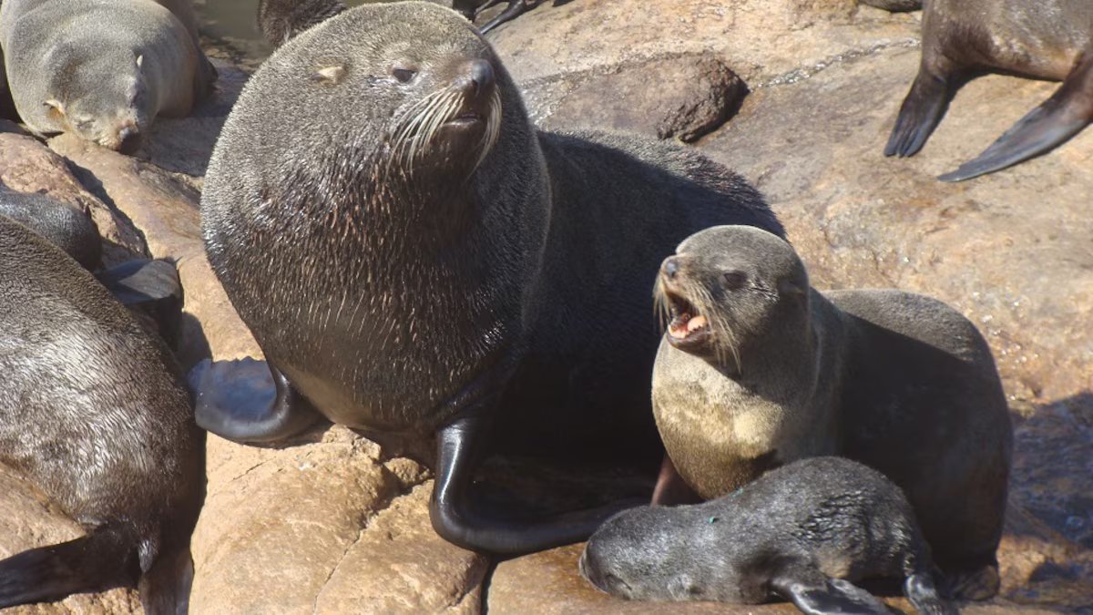 Arqueólogos descobriram um padrão inesperado entre leões marinhos no Golfo de San Jorge