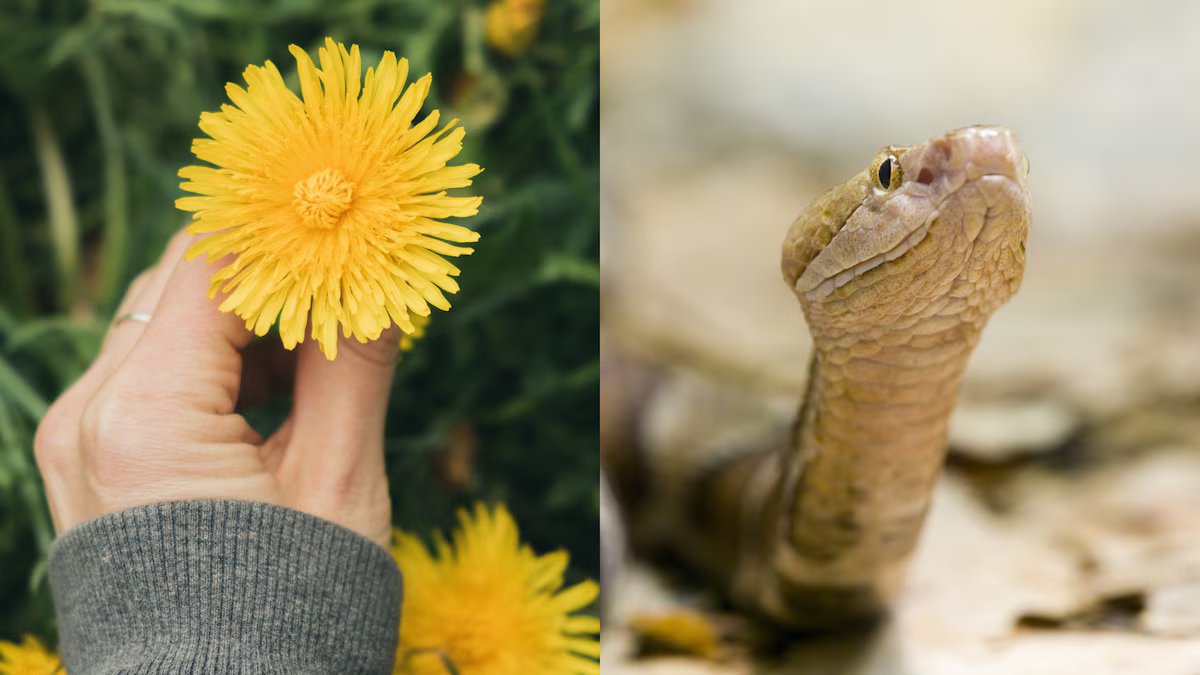As cobras estão invadindo a Califórnia e há risco de picadas. como mantê-los fora do jardim com calêndula