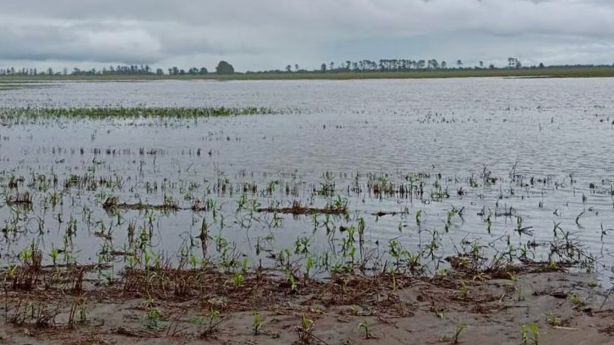 As intensas chuvas em Tucuman atingiram tudo na infraestrutura rural