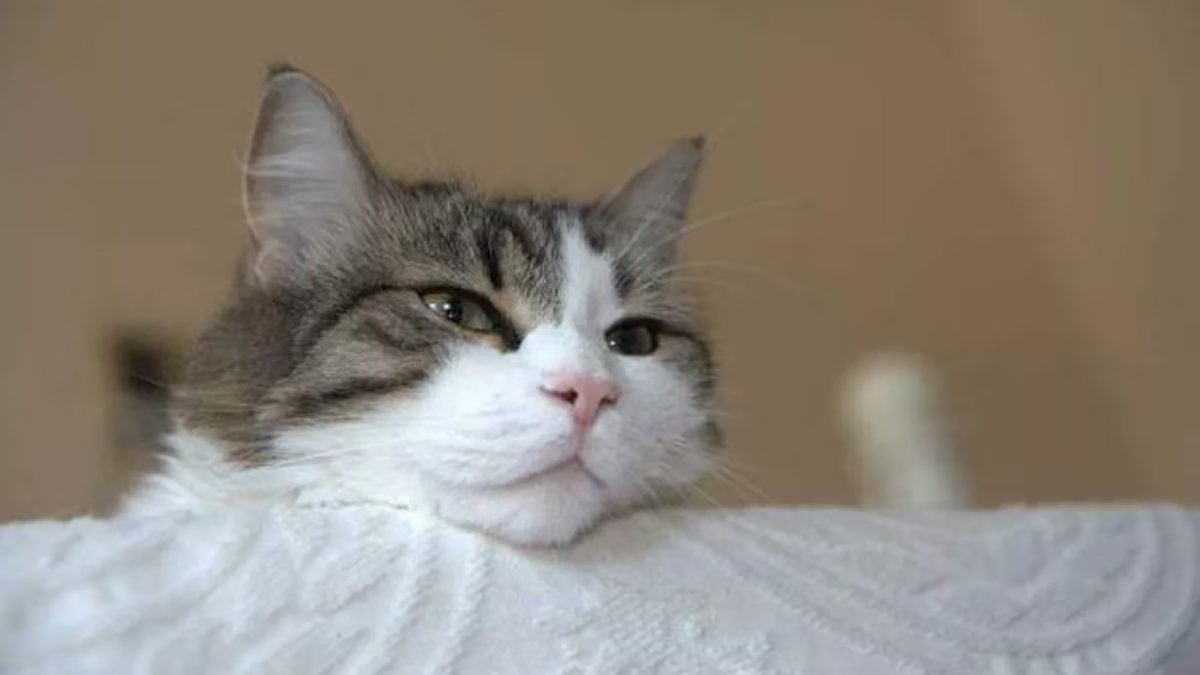 Até que ponto um gato é considerado velho?