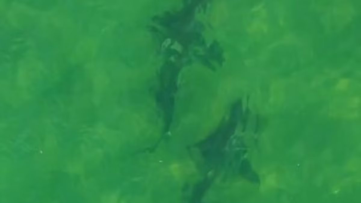 Centenas de tubarões de espécies vulneráveis ​​foram filmados na Baía de San Matias