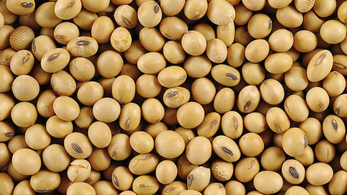 Chicago segue o ritmo dos fundos com a volatilidade como cenário de fundo