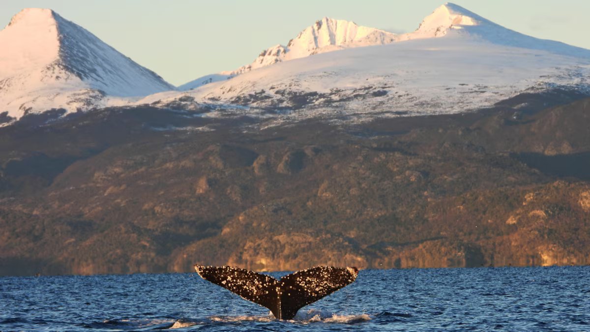 Décadas sem caça nos permitiram recuperar um cartão postal que o Canal Beagle havia esquecido