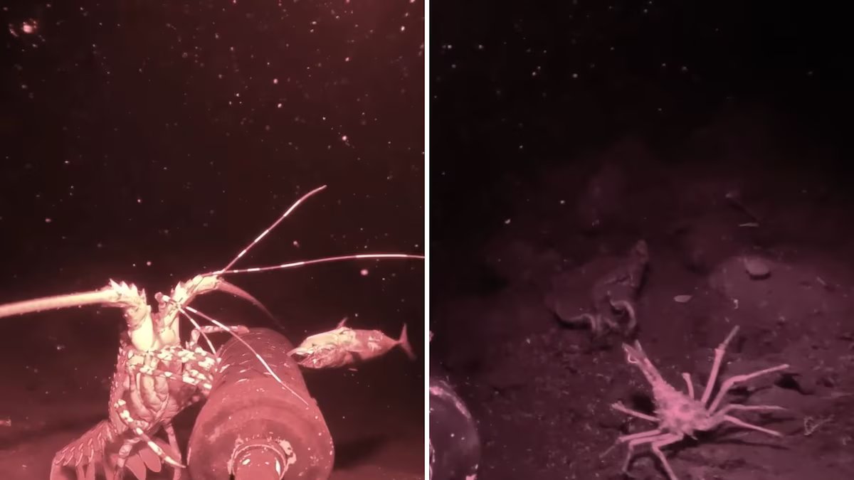 Ele jogou a câmera de visão noturna no fundo do mar e as imagens revelaram uma terrível realidade.