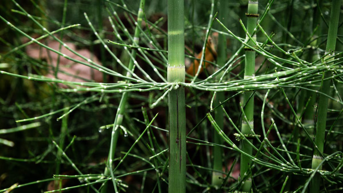 Eles descobrem que as plantas pré-históricas podem produzir água tal como os meteoritos