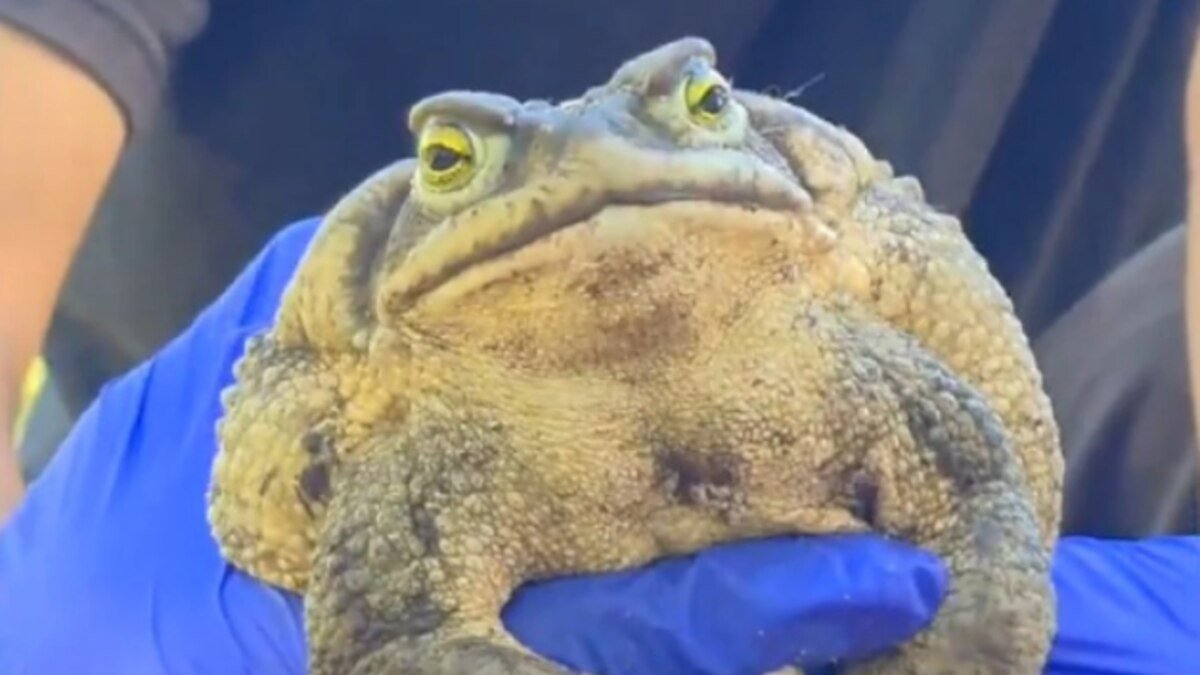 Eles encontraram um enorme sapo da areia. por que seu tamanho surpreendeu os especialistas?