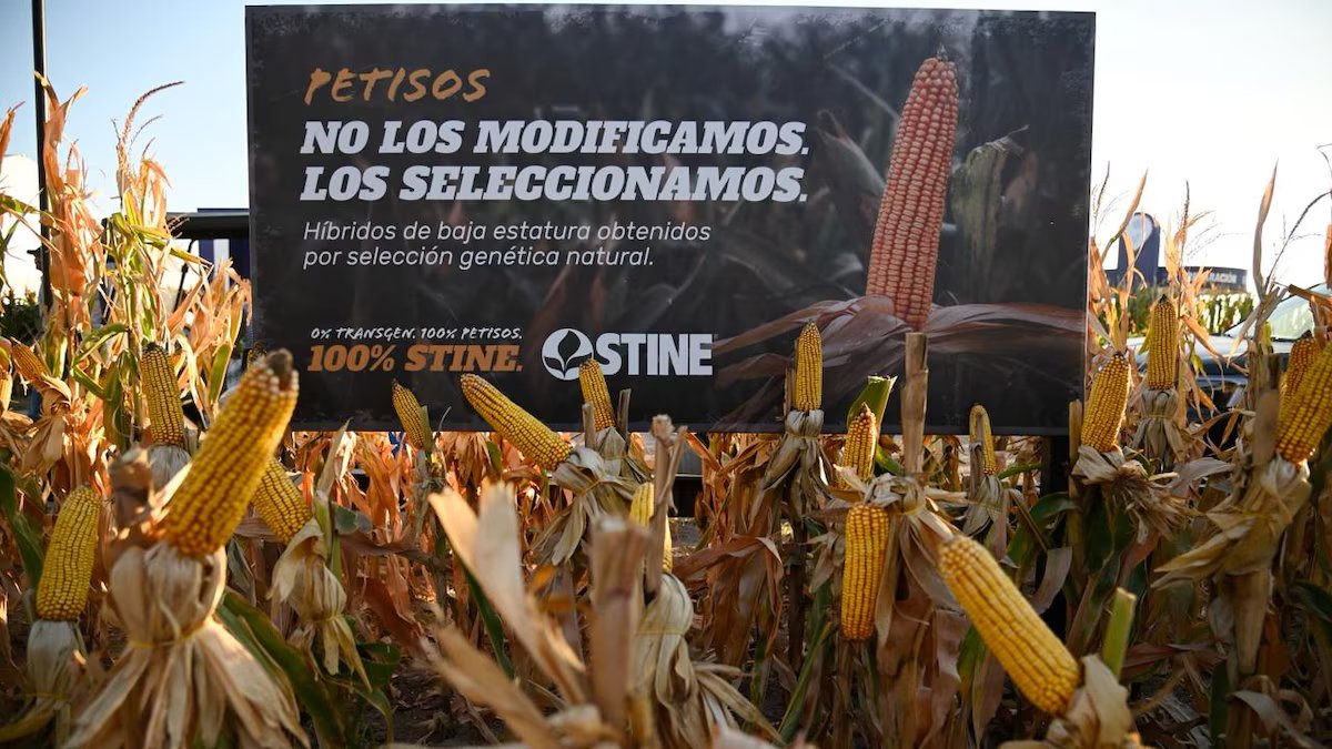 Eles estão testando milho curto em 40 locais em todo o país