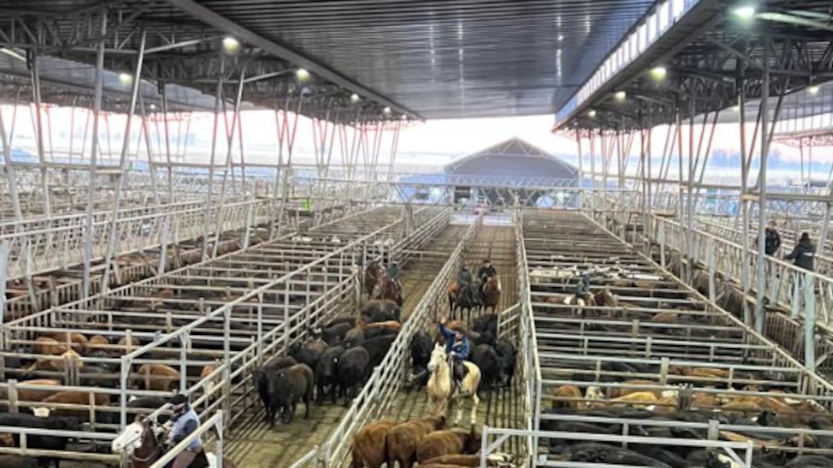 Fechamento de semana baixa no Mercado Agrícola de Canuelas