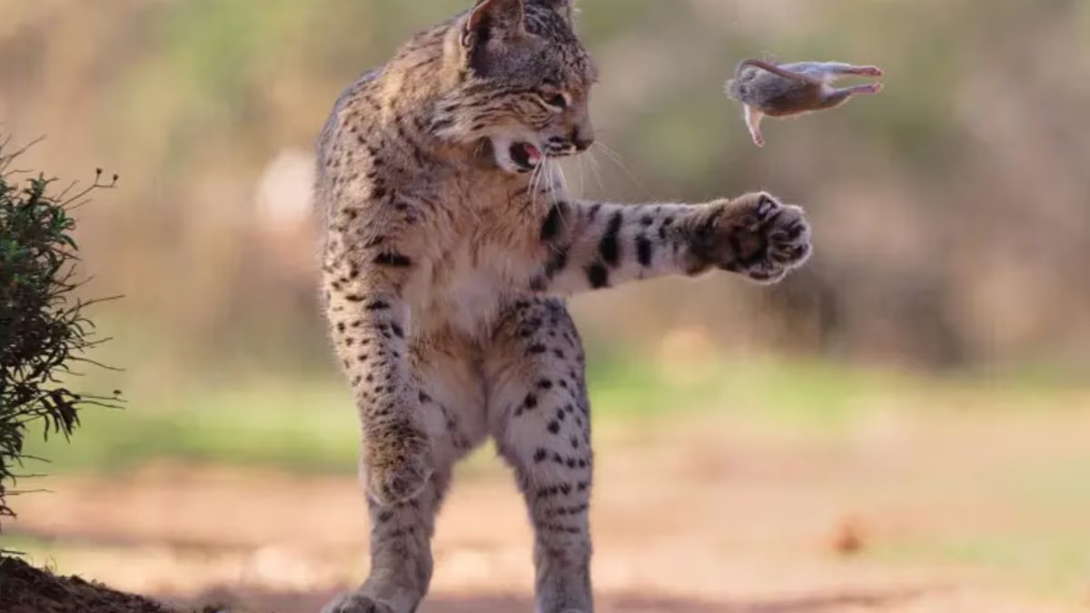 “Flying Rodent” e outras 23 imagens incríveis que bordam a perfeição fotográfica