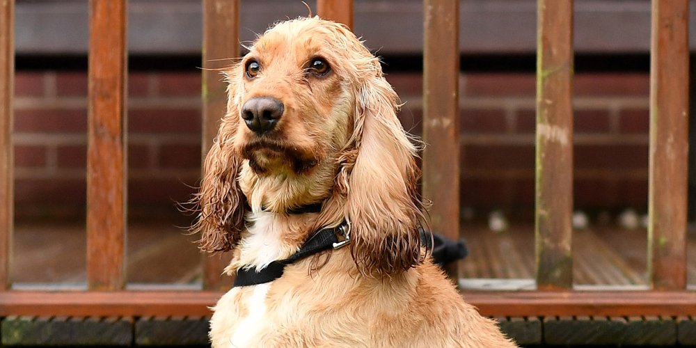 Homem que clonou amado cachorro revela custo surpreendente e o que teve que vender para financiá-lo | Interesse Humano | Notícias e fofocas sobre celebridades | Entretenimento, fotos e vídeos