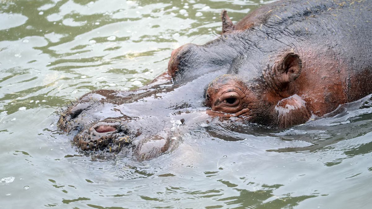 Morreu Hipólito, o hipopótamo “dócil e amigável” da Reserva da Biosfera de La Plata