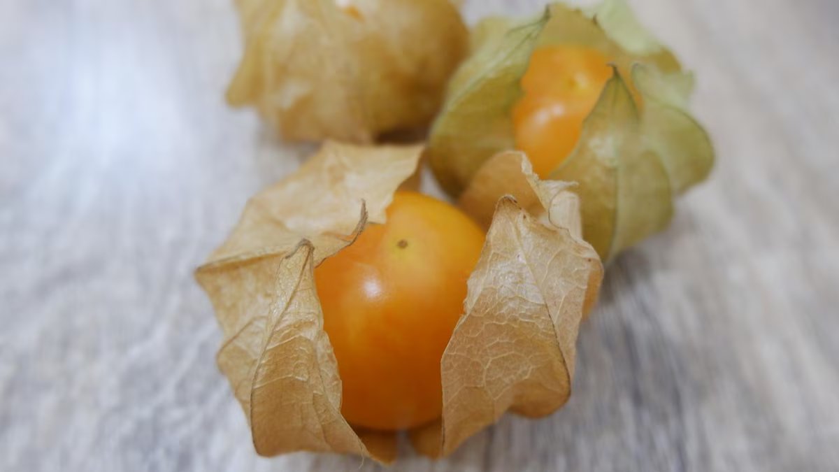 Muito mais que uma fruta exótica. os poderosos benefícios medicinais da groselha do cabo