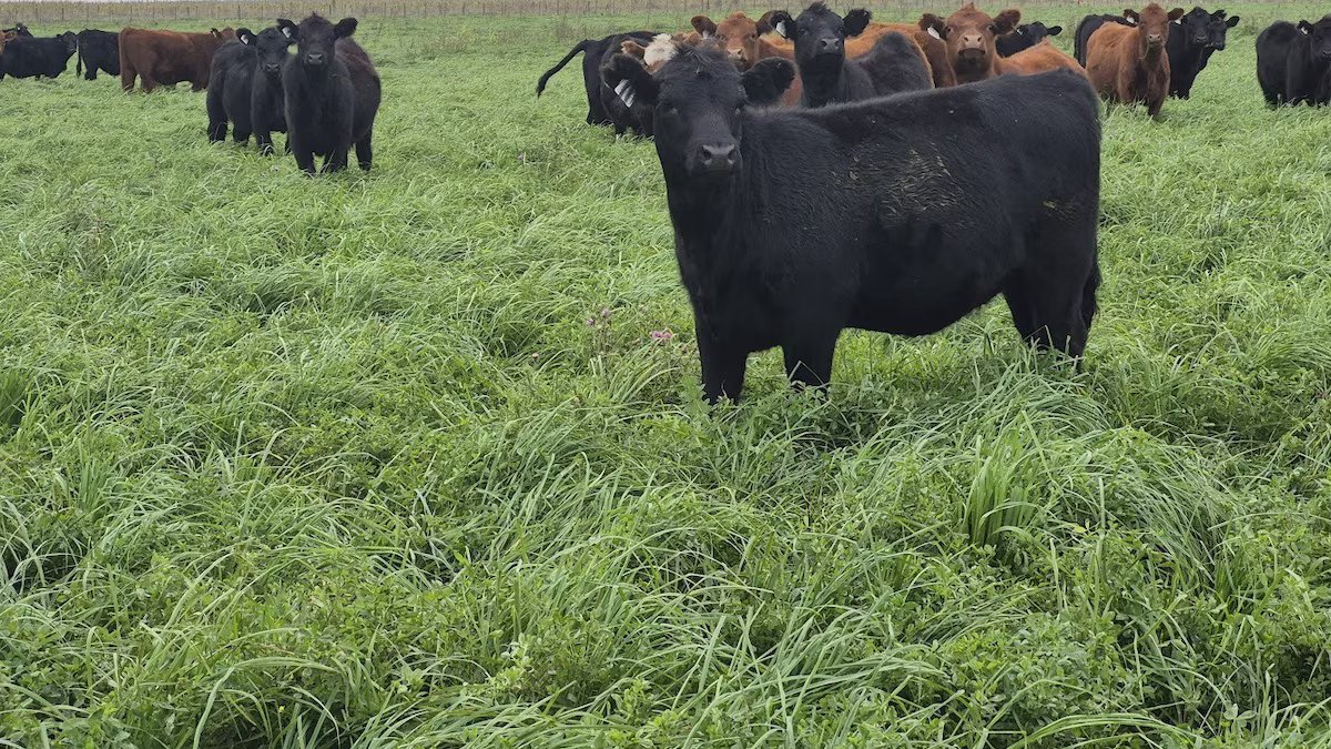 Novilho argentino é mais caro que o australiano, aumentando tensão na indústria de processamento de carne