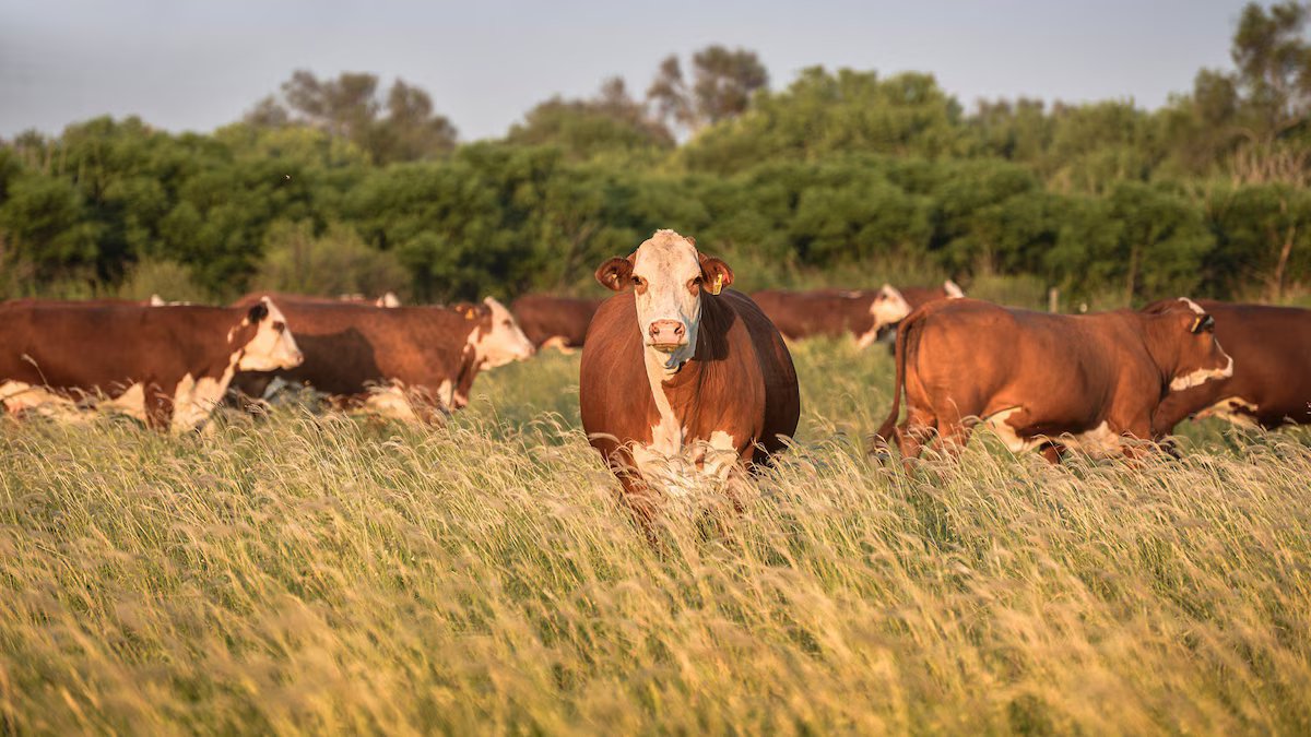 O governo eliminou a obrigação de representar as autoridades municipais nos principais procedimentos do Senasa