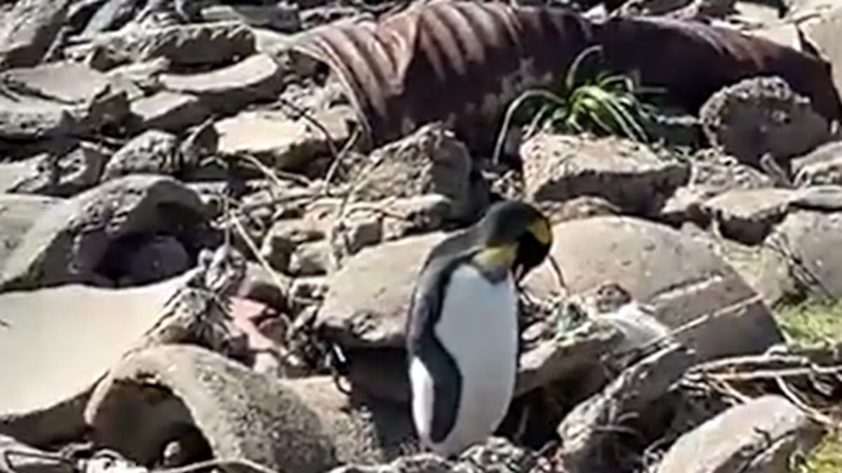 O pinguim-rei enfrentou as correntes e chegou a um lugar onde nunca deveria ter estado