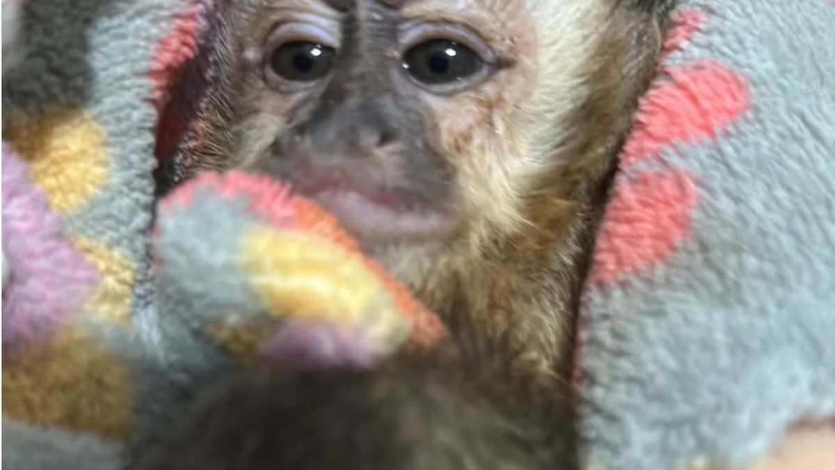 O policial salvou cinco macacos selvagens transportados ilegalmente em uma caixa. assim foi a salvação.