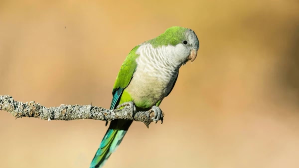 O que significa quando papagaios aparecem em sua casa ou jardim?