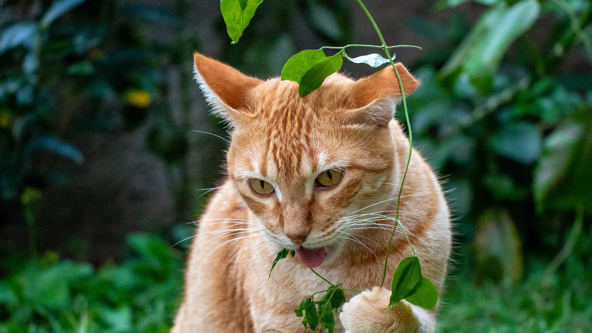 O que significa quando um gato mia mesmo tendo comida, segundo especialistas?