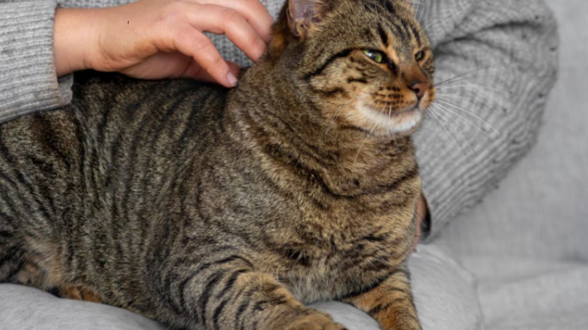 O que significa se o seu gato dorme em pé?