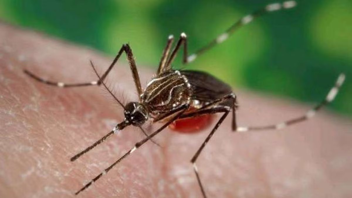 Outro vírus transmitido por mosquitos substituirá a dengue este ano, alerta oficial
