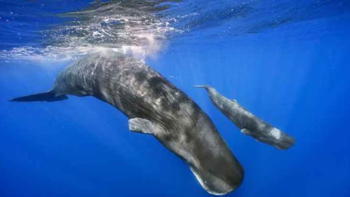 Pesquisadores registraram o primeiro nascimento de uma baleia assistida por animais de sua espécie.