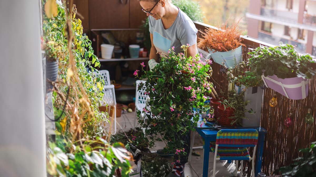 Plantas que os especialistas recomendam colocar na varanda para “purificar o ar”