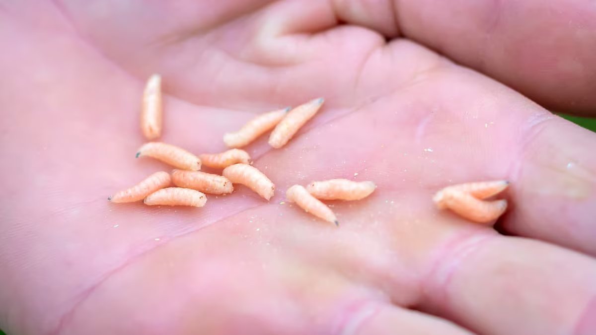 Por que aparecem minhocas brancas na cozinha? Suas causas, locais comuns e como eliminá-los