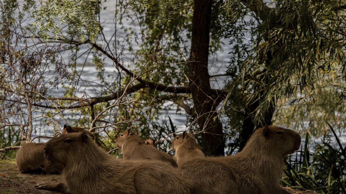 Seis fotógrafos argentinos brilham no Sony Awards