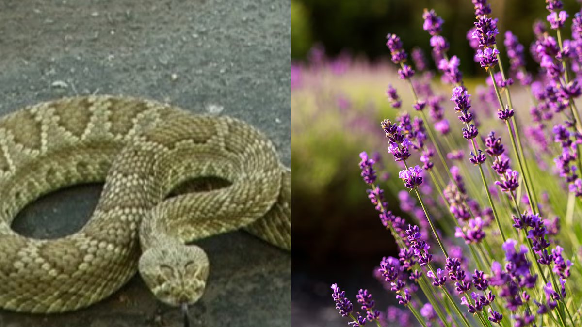 Temporada de cobras no Texas. língua e trepadeiras da sogra odeiam outras plantas