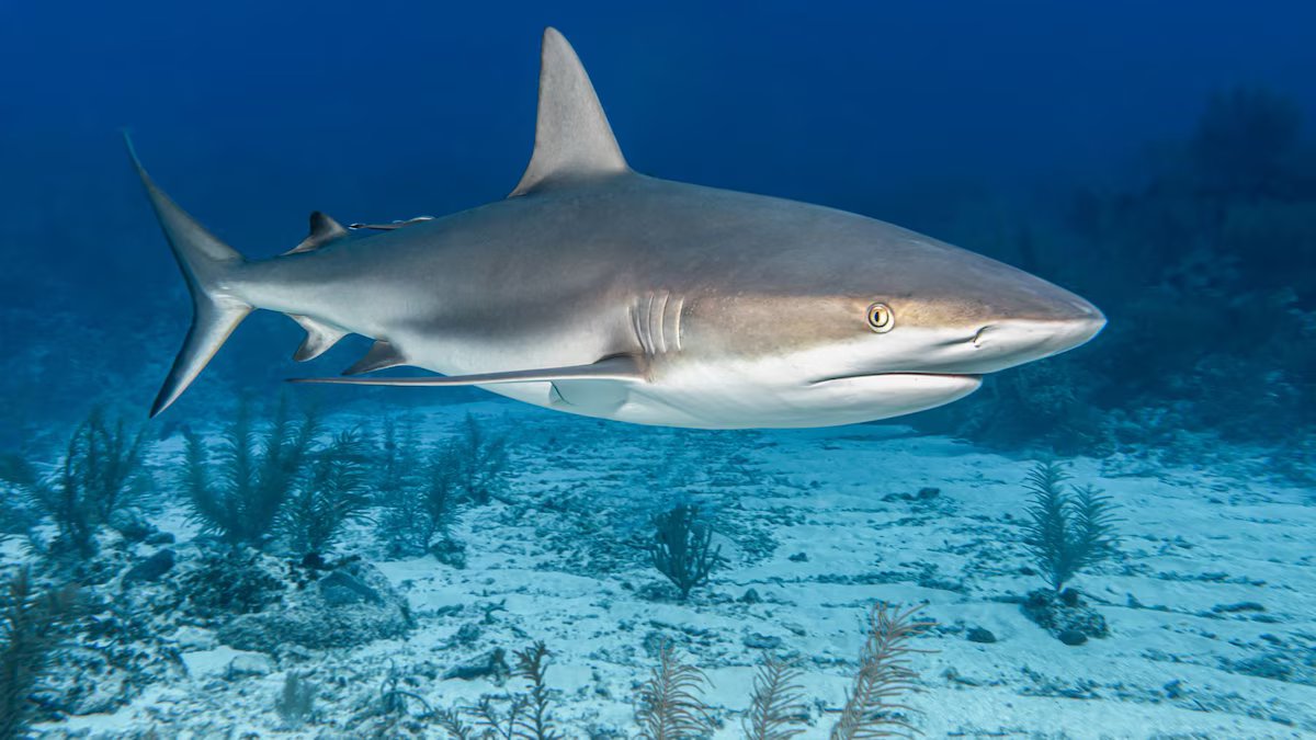 Tubarões das Bahamas testam positivo para cocaína e outras substâncias, cientistas alertam sobre contaminação humana