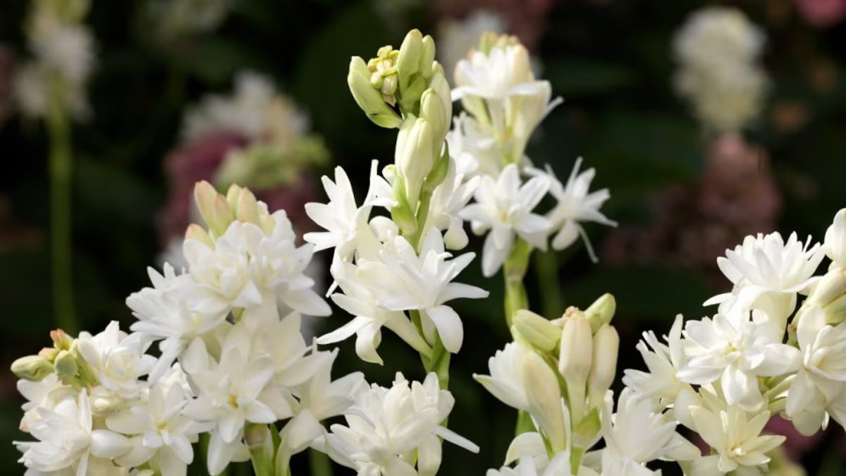 Tuberosa, flor proibida. condensa o perfume de mil flores em sua sensual alma vintage