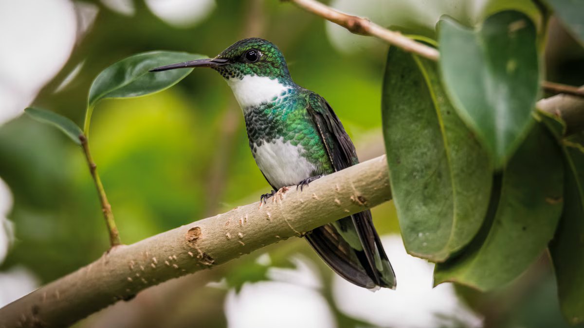 Um santuário com centenas de borboletas e beija-flores, ideal para as suas próximas férias