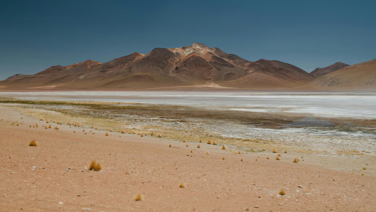 Uma das criaturas mais incríveis da Terra encontrada no deserto do Atacama
