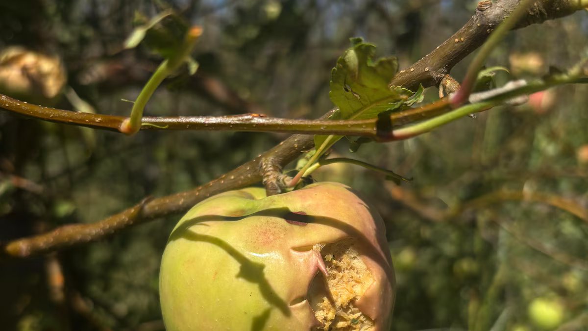 Uma forte tempestade de granizo devastou uma das regiões mais produtivas do país