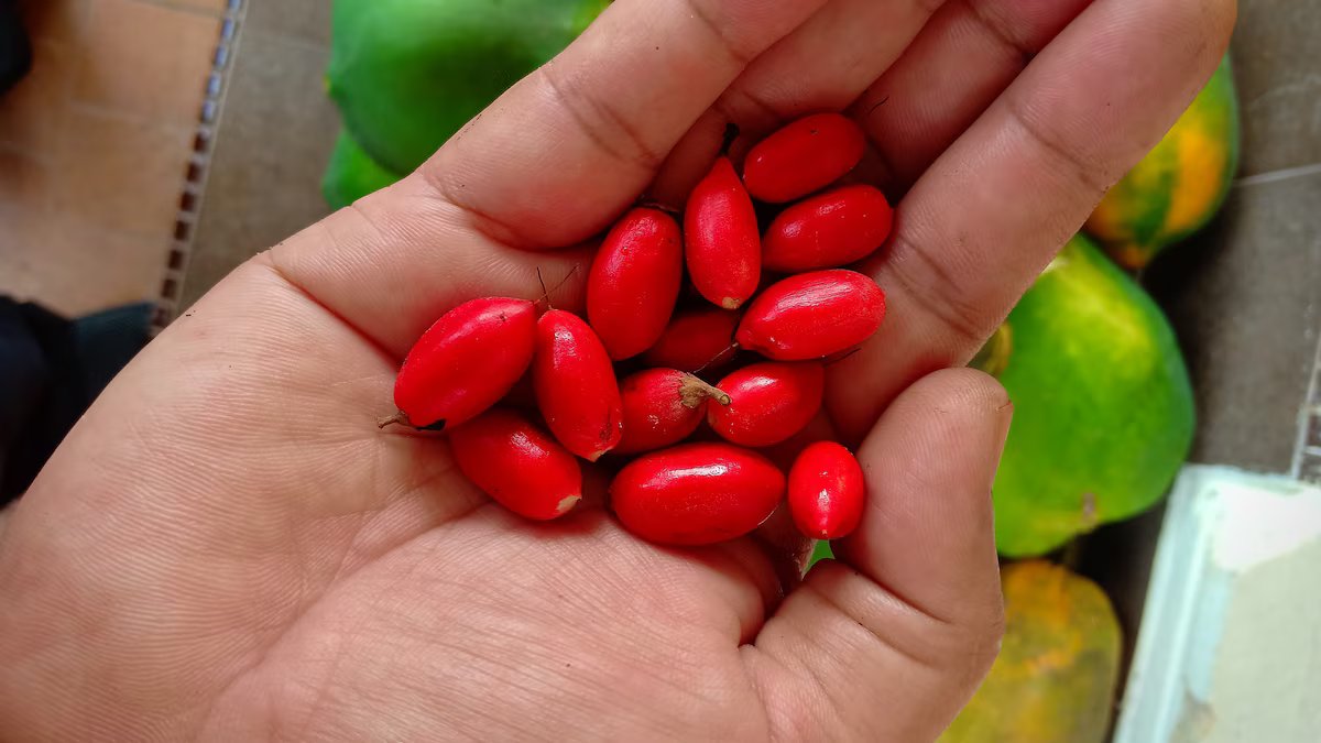 Uma fruta milagrosa que transforma o sabor azedo em doce