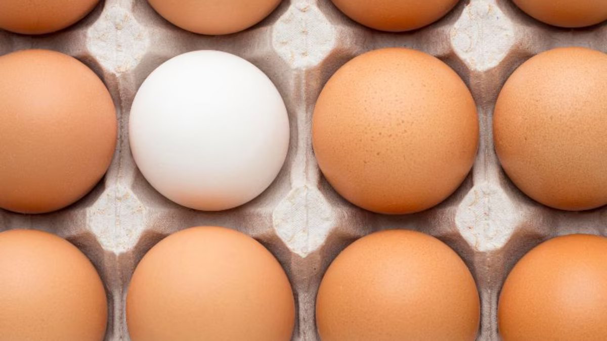 Você precisa lavar os ovos antes de armazená-los? Opinião de especialistas