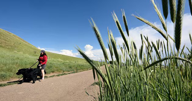 vai dar um passeio? Mantenha seu cachorro na coleira – Deseret News