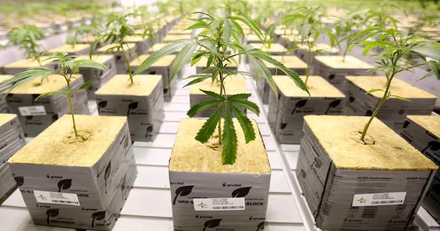 A decisão de Trump de reclassificar a cannabis. O que isto significa? – Notícias Deseret