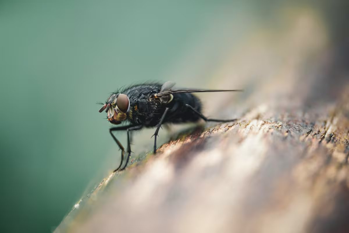 Alerta na Califórnia devido à propagação de inseto que causa picadas dolorosas
