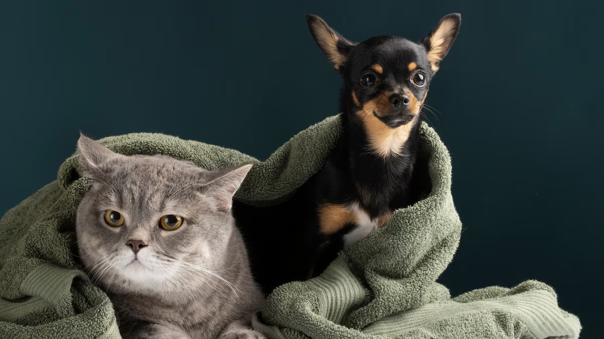 Até $ 450 por animal de estimação. Uma proposta de lei em Nova York que beneficiaria aqueles que possuem cães ou gatos.