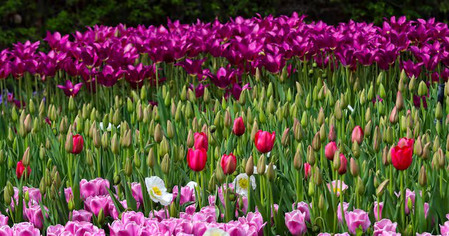 Atividades, eventos, concertos, festivais e mercados de abril em Utah – Deseret News