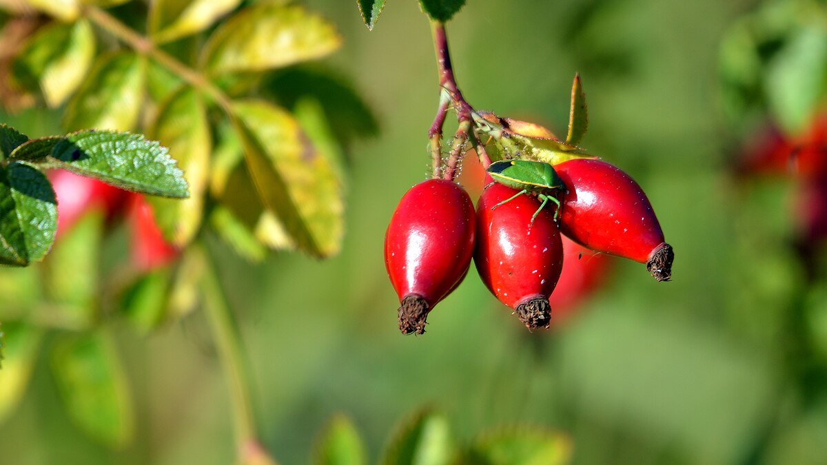 Benefícios e propriedades da fruta patagônica, rica em cálcio e magnésio