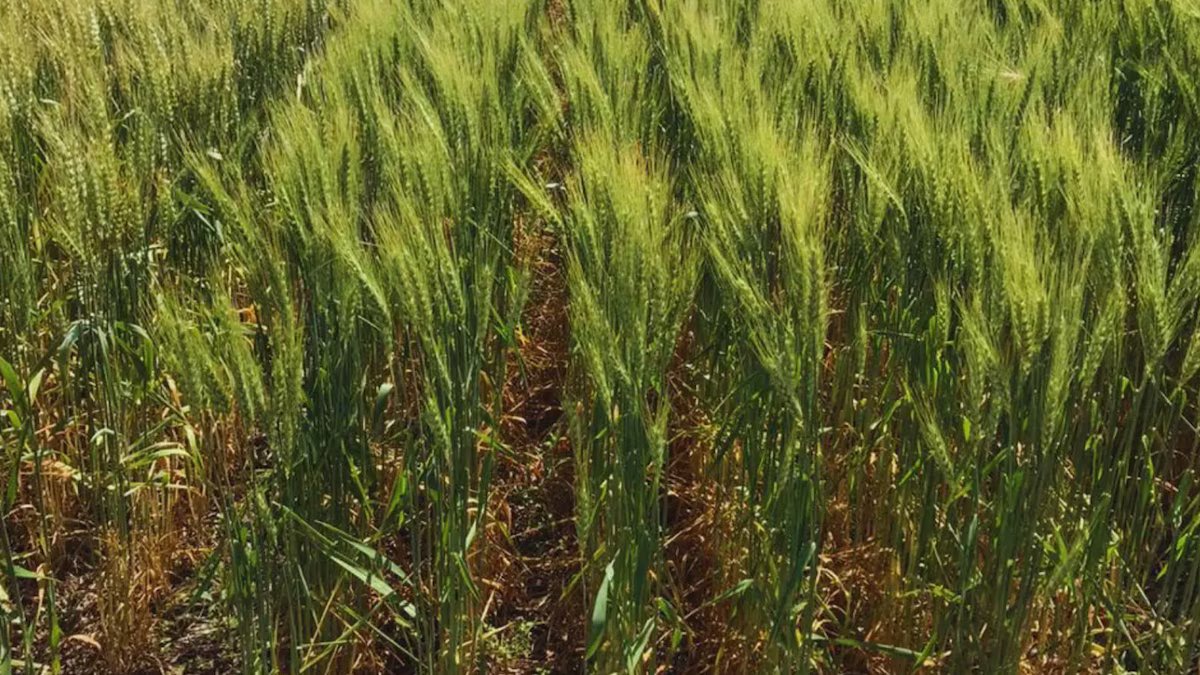 Com o aumento dos custos, a precisão das decisões agronómicas será fundamental na campanha