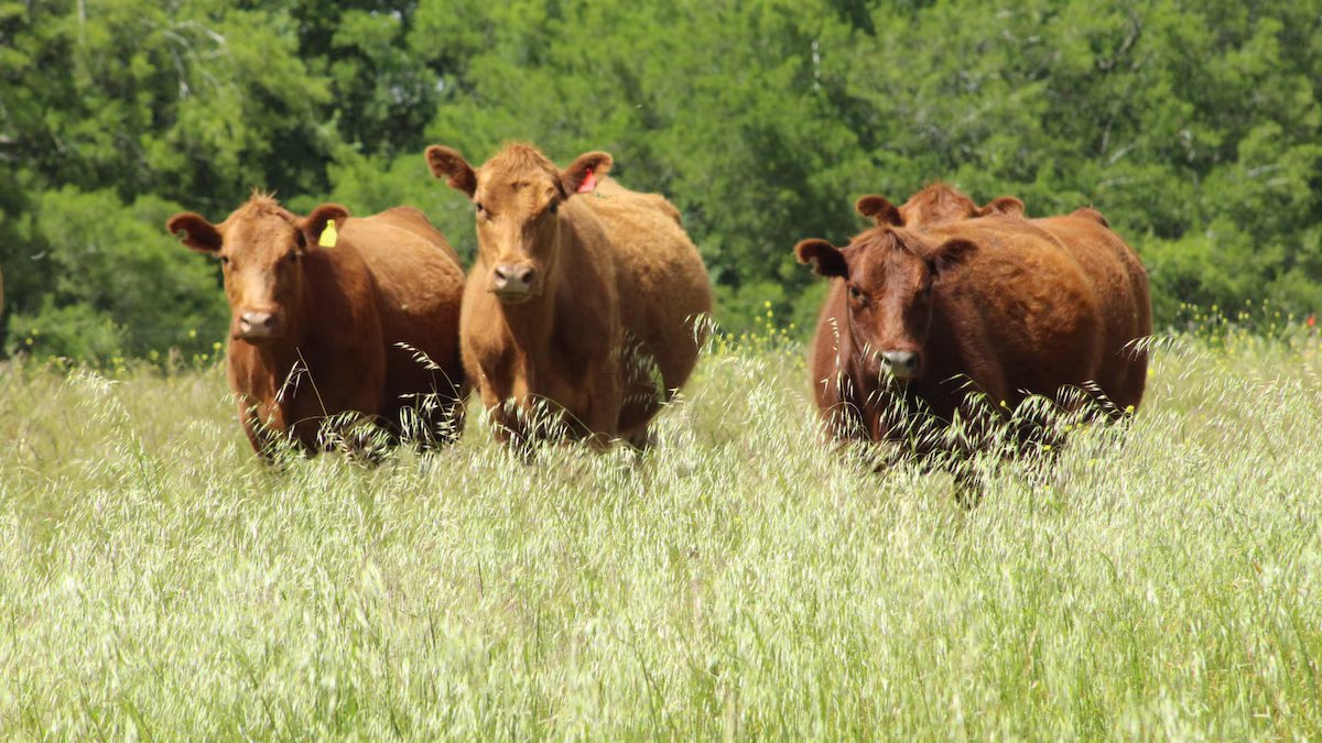 Como as vacas percebem seu ambiente e o que acontece com seus sentidos
