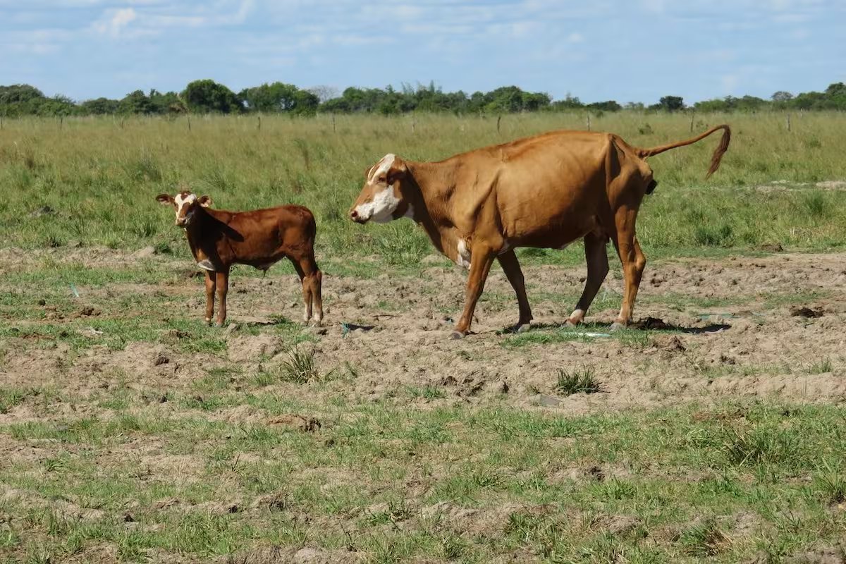 “Completamente errado”. má gestão com vacas que paga caro